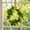 Q, variant on Nkmbld Candle Rings Flower Wreath Artificial Rose Candle Holder for Wedding Centerpieces Spring Home Garland Farmhouse Party Tables Decoration