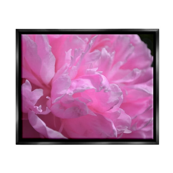 Stupell Industries Pink Carnation Photography Botanical & Floral Photography Black Floater Framed Canvas Art Print Wall Art, 21 x 17