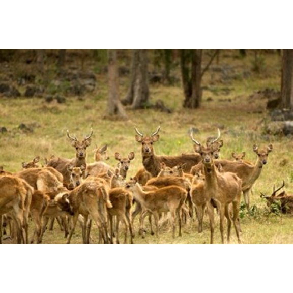 Mauritius Java deer wildlife Canvas Art - Peter Skinner  DanitaDelimont (17 x 11)