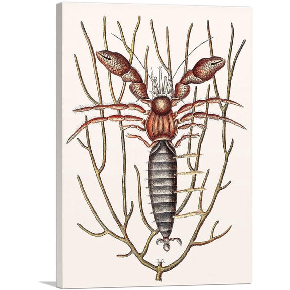 ARTCANVAS Sea Hermit Crab Canvas Art Print by Mark Catesby - Size: 12" x 8" (0.75" Deep)