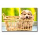 thumbnail image 1 of Cuadro Canvas Pixtreats Listo para Colgar Tipo Galería Cachorro en Canasta 60X90 cm, 1 of 4
