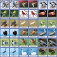 thumbnail image 3 of MasterPieces Audubon Kids Matching Card Game for Families, Ages 3+, Officially Licensed, 3 of 4