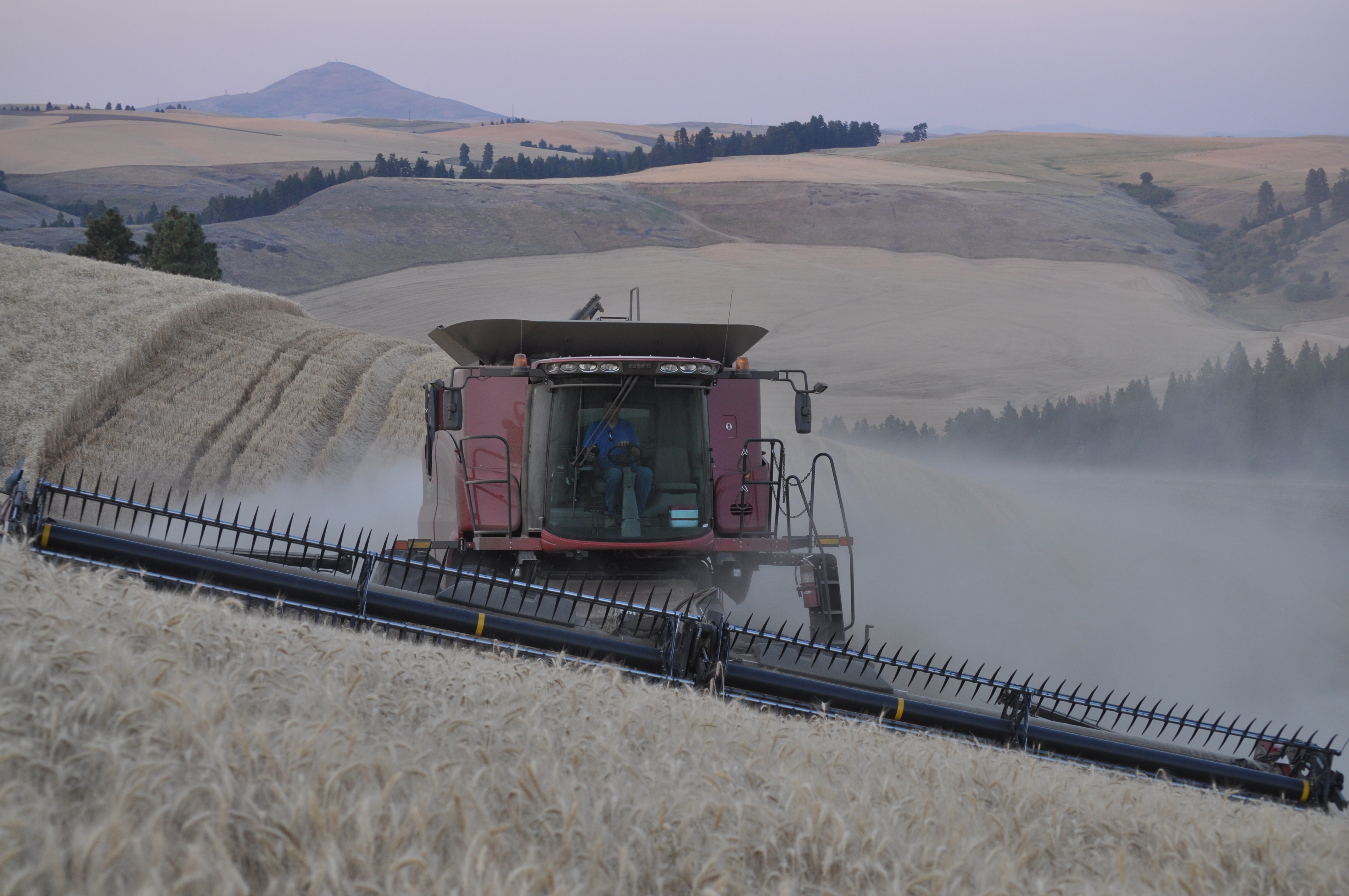 Barley 18 Lbs, Unhulled Barley (Hull Intact), Joseph's Grainery Whole Grain Barley, Non-GMO, Kosher Certified