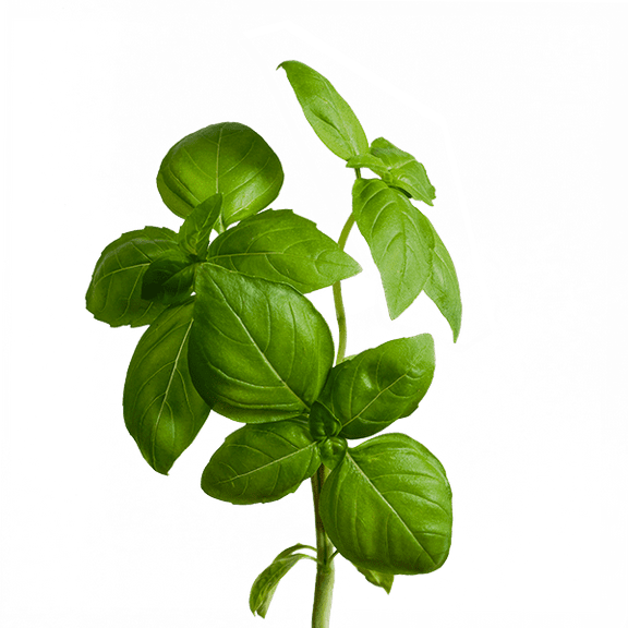 edn SmallGarden Basil SeedPods - 10 Pack