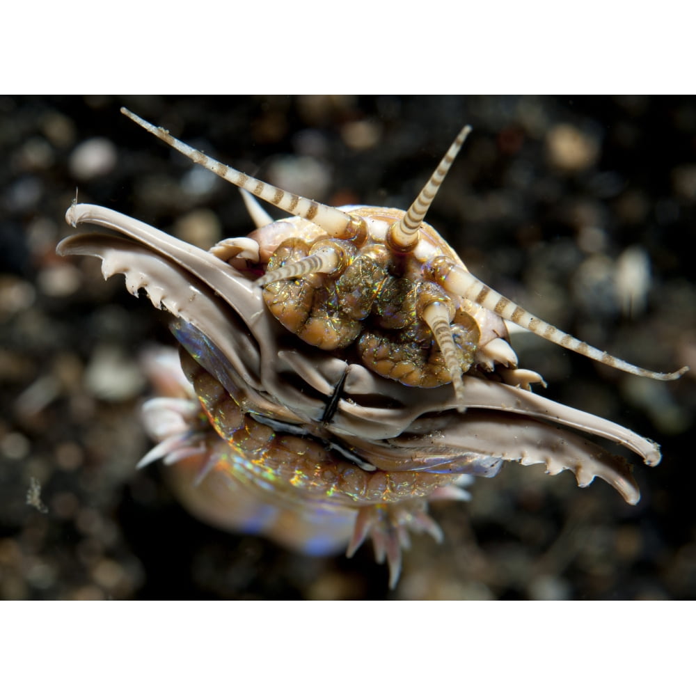 Facial View Of The Predatory Bobbit Worm Eunice Aphroditois Taken In