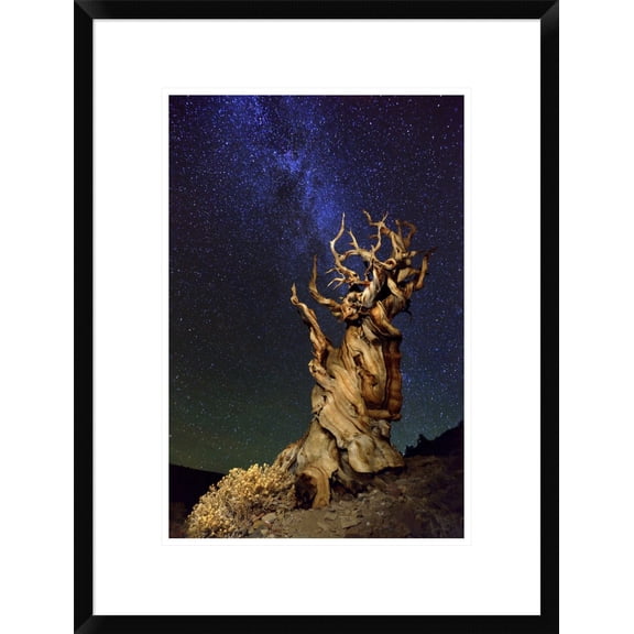 Global Gallery Tanja Ghirardini 'Bristlecone Pine' Framed Wall Art