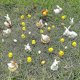 thumbnail image 4 of 40 figuras de animales en miniatura, figuras en miniatura de conejo de Pascua, figuras de pollo, gallo, gallina, huevo, adornos de nido de pollo para taza de pastel de jardín de hadas kaili Sencillez, 4 of 5