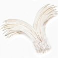 thumbnail image 1 of Plumas de cola de gallo Holmgren, blanquecinas, 30-35 cm, 60 unidades, 1 of 6