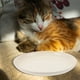 thumbnail image 3 of KAKOWELY 4 platos de comida para gatos, cuencos de agua y comida redondos, platos de alimentación planos para gatos., 3 of 5