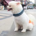 thumbnail image 4 of ORUYROP Collier Réfléchissant pour Chien, Simple et Applicable, 4 of 6