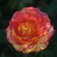thumbnail image 4 of Heirloom Roses Rose Bush - Tequila Sunrise Shrub , Live Rose Plant, 4 of 7