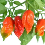 Clovers Garden Ghost Pepper Plants 4-8" Green Bhut Jolokia Live Plants in 4" Pots (2 Count), Non-GMO
