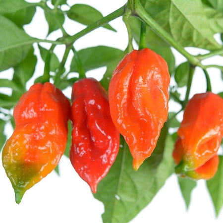 Clovers Garden Ghost Pepper Plants 4-8" Green Bhut Jolokia Live Plants in 4" Pots (2 Count), Non-GMO