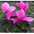thumbnail image 4 of Pink Cyclamen Plant Live in 4 Inch Pot Cyclamen Flowers Plant Hardy Cyclamen Plant Ornamental Plant Houseplant, 4 of 4