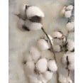 thumbnail image 2 of Kimberly, Allen 12x14 White Modern Wood Framed Museum Art Print Titled - Sprays of Cotton 2, 2 of 4