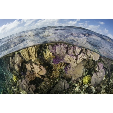 Colorful gorgonians and reef-building corals grow in shallow water near the famous Blue Hole in Belize This part of Central America is well known for its clear waters and beautiful coral reefs