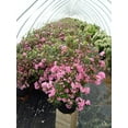 thumbnail image 3 of Olga Mezitt Rhododendron, 3 of 5