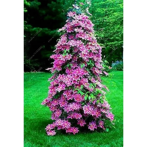 30 Clematis Flowering Vine Seeds for Planting