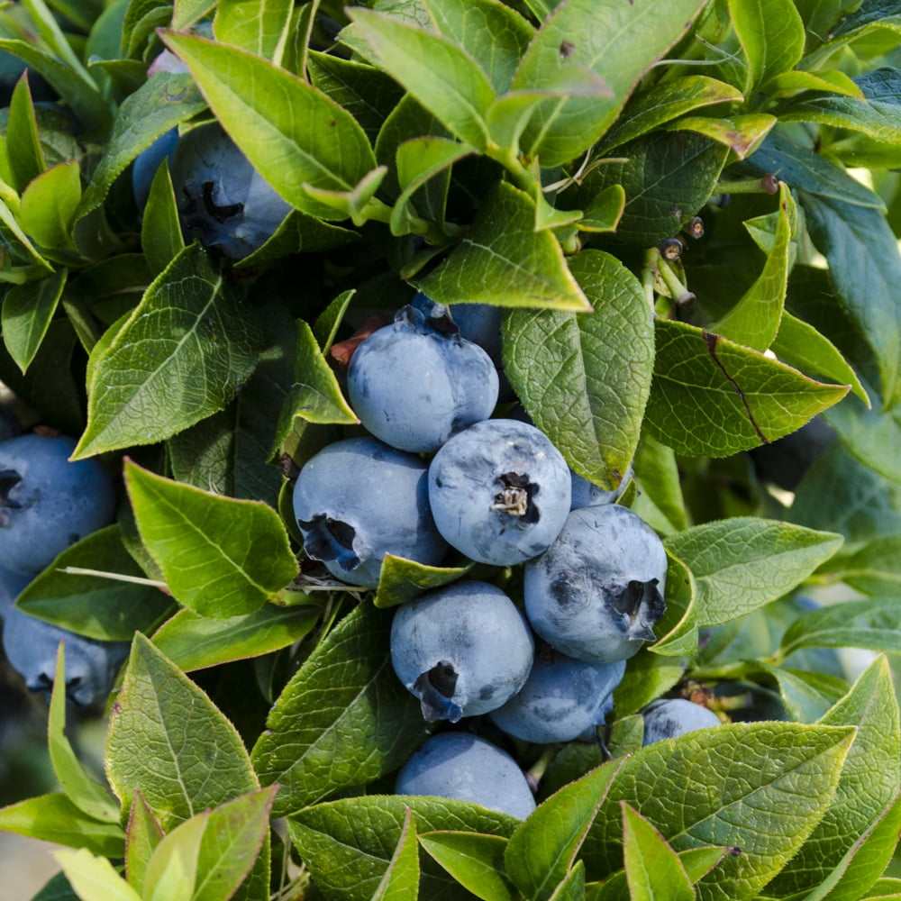 Top Hat Patio Blueberry Dormant Bare Root Fruit Bearing Plant (1Pack