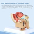 thumbnail image 4 of 1:2 Male Pelvic Sagittal Section Testicular Prostate Bladder Rectal Urinary System Model, 4 of 7