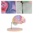 thumbnail image 1 of Modelo de cerebro anatómico diferentes colores vivos más claramente modelo de cerebro para niños médicos, 1 of 8