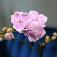 thumbnail image 6 of Element by Altman Plants 18-30" Novelty Orchid - White Pot - Pet Safe - Fun Live Plant - Partial Sun, 6 of 17