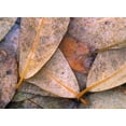 thumbnail image 2 of Fitzharris, Tim 24x19 White Modern Wood Framed Museum Art Print Titled - Frozen Willow Leaves, 2 of 4