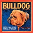 thumbnail image 3 of Vision Studio 12x12 Black Modern Framed Museum Art Print Titled - Bull Dog, 3 of 5