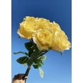 thumbnail image 1 of Dos ramos de 16 tallos cada uno (8 cabezas de rosas barrocas), rosas artificiales, decoración floral for bodas., 1 of 2