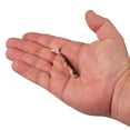 thumbnail image 2 of Berkley PowerBait® Ripple Shad, 3 in, Swimbaits, HD Yellow Perch (10 Count), 2 of 9