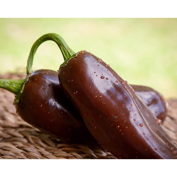 Brown Jalapeno Pepper Premium Seeds Packet