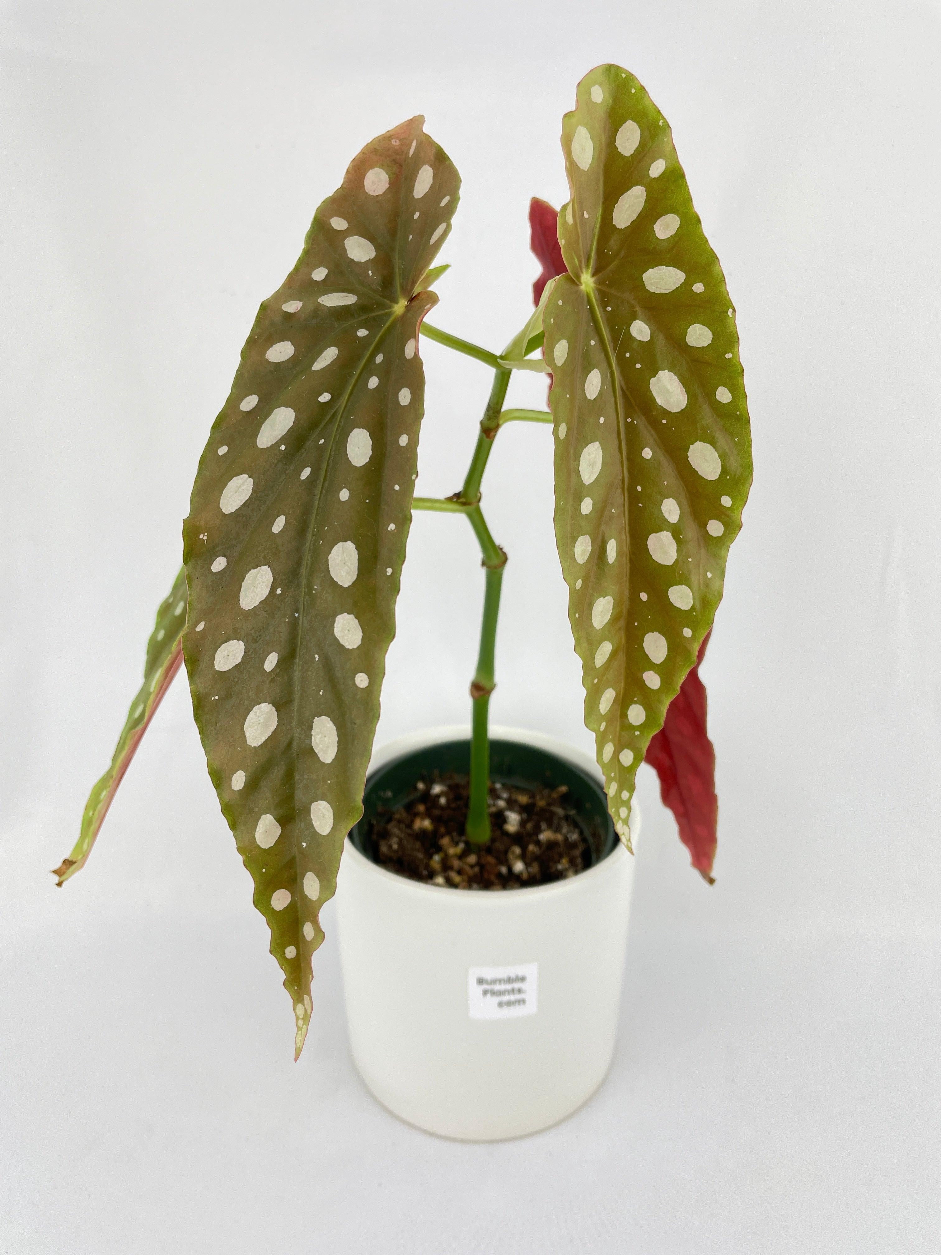 Bumble Plants Begonia Maculata - Full Live Colorful Houseplant in Nursery Pot, Easy Care, Indoor Plant for Beginners