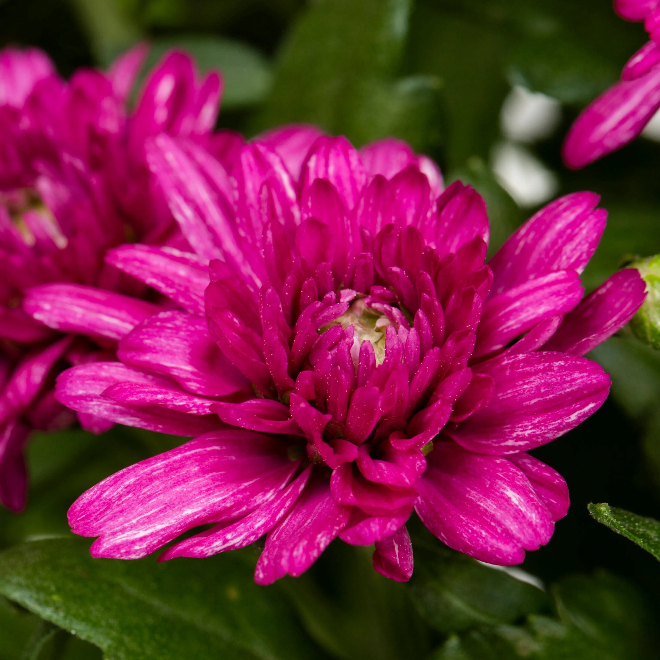 Expert Gardener 12" Purple Garden Mum Live Plant in Jack O'Lantern Planter
