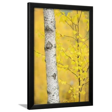 Betula Nigra River Birch Birch Tree (Betula Verrucosa or Pubescens) Oulanka, Finland, September 2008 Framed Print Wall Art By Widstrand ()