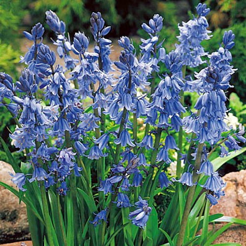 Blue Wood Hyacinth Mix 15 Bulbs Hyacinthoides Spanish Bluebell 8/