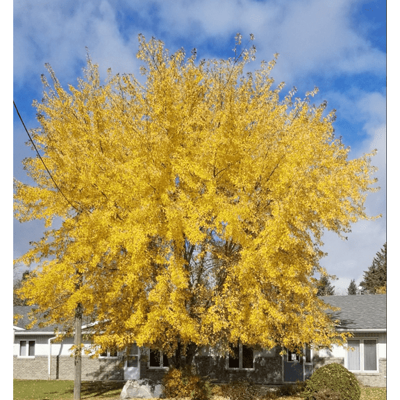 Silver Maple Tree Hardy Maple Plant 12-16 Inch Tall 4 Inch Pot,  Ship Plant No Leaves in Winter