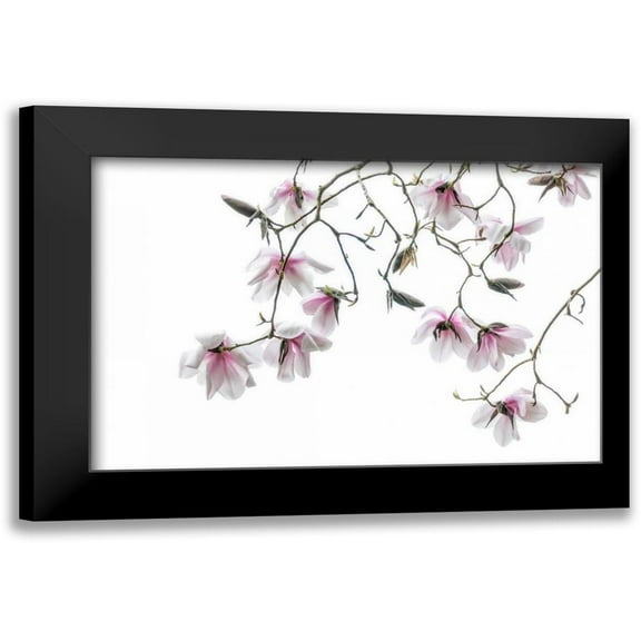 Mahan, Kathy 14x11 Black Modern Framed Museum Art Print Titled - Bainbridge Magnolias II