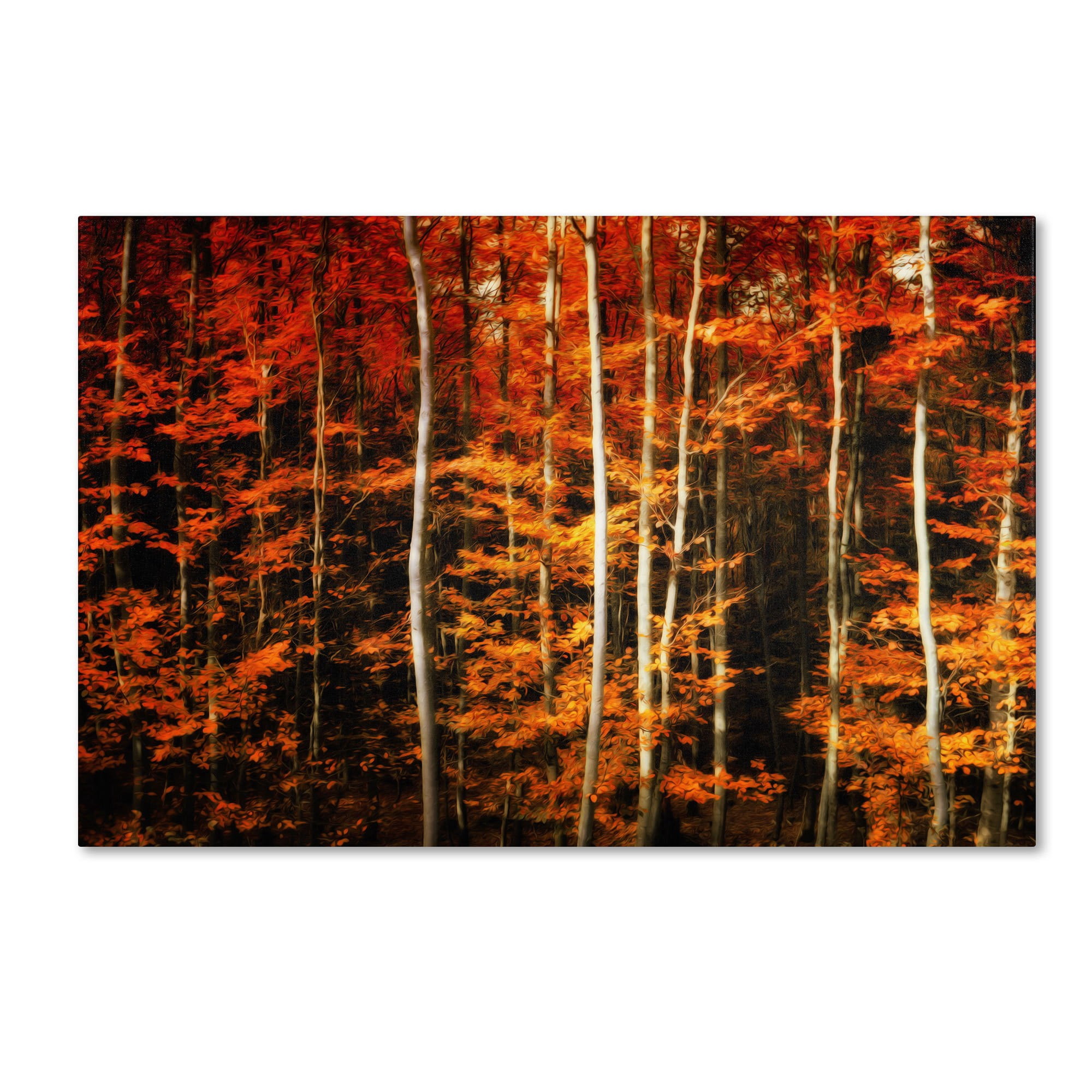 Trademark Fine Art "Still Painting" Canvas Art by Philippe Sainte-Laudy