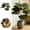 A, variant on Tong Green Ornamental No Watering Scene Use Multiple Sizes Bring You Some Greenery Easy To Maintain