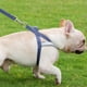 thumbnail image 5 of Arnés para perros,Ajuste rápido para ajustar el arnés para perros,Fácil para entrenar caminar para perros, 5 of 5