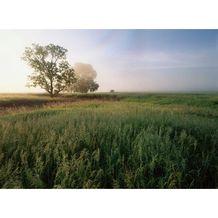 Oak trees shrouded in fog tallgrass prairie in Flint Hills taken over by invasive Great Brome Grass Poster Print by Tim