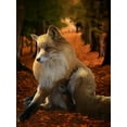 thumbnail image 2 of Lavoie, Tina 12x14 White Modern Wood Framed Museum Art Print Titled - Fall Fox, 2 of 4