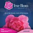 thumbnail image 6 of True Bloom by Altman Plants 'True Inspiration' PP28929 Light Pink Rose Bush, 8qt. Pot, Full Sun, 6 of 14