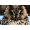 thumbnail image 2 of Pitamitz, Sergio 24x17 Gold Ornate Wood Framed with Double Matting Museum Art Print Titled - Long-eared owl-Asio otus-Kikinda-Serbia, 2 of 4