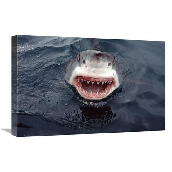 16 x 24 in. Great White Shark At Surface, South Australia Art Print - Mike Parry