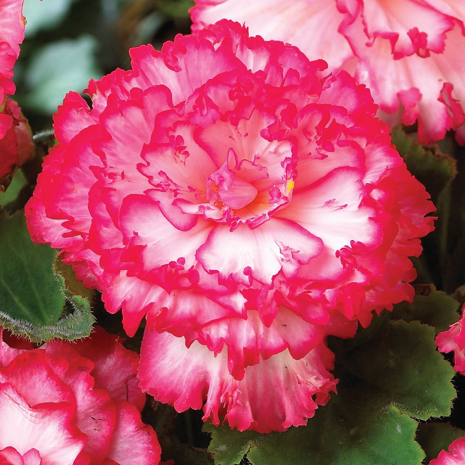 Expert Gardener Annual Begonia Picotee Pink & White Dormant Bulbs, Set of 3, Full Shade