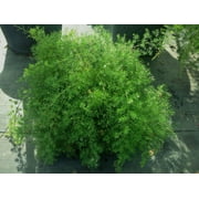 Expert Gardener Partial Shade Pt Accent Sprengherii