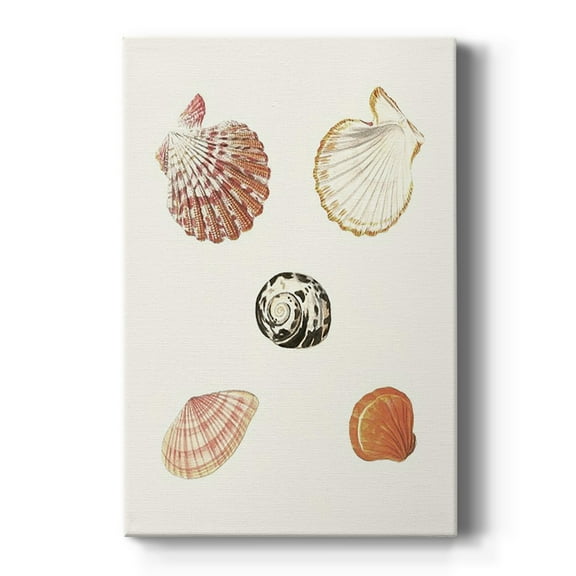 Pastel Knorr Shells VIII Premium Gallery Wrapped Canvas - Ready to Hang