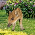 poultry-decoration-courtyard-card-size-dummy-pig-card-decoration