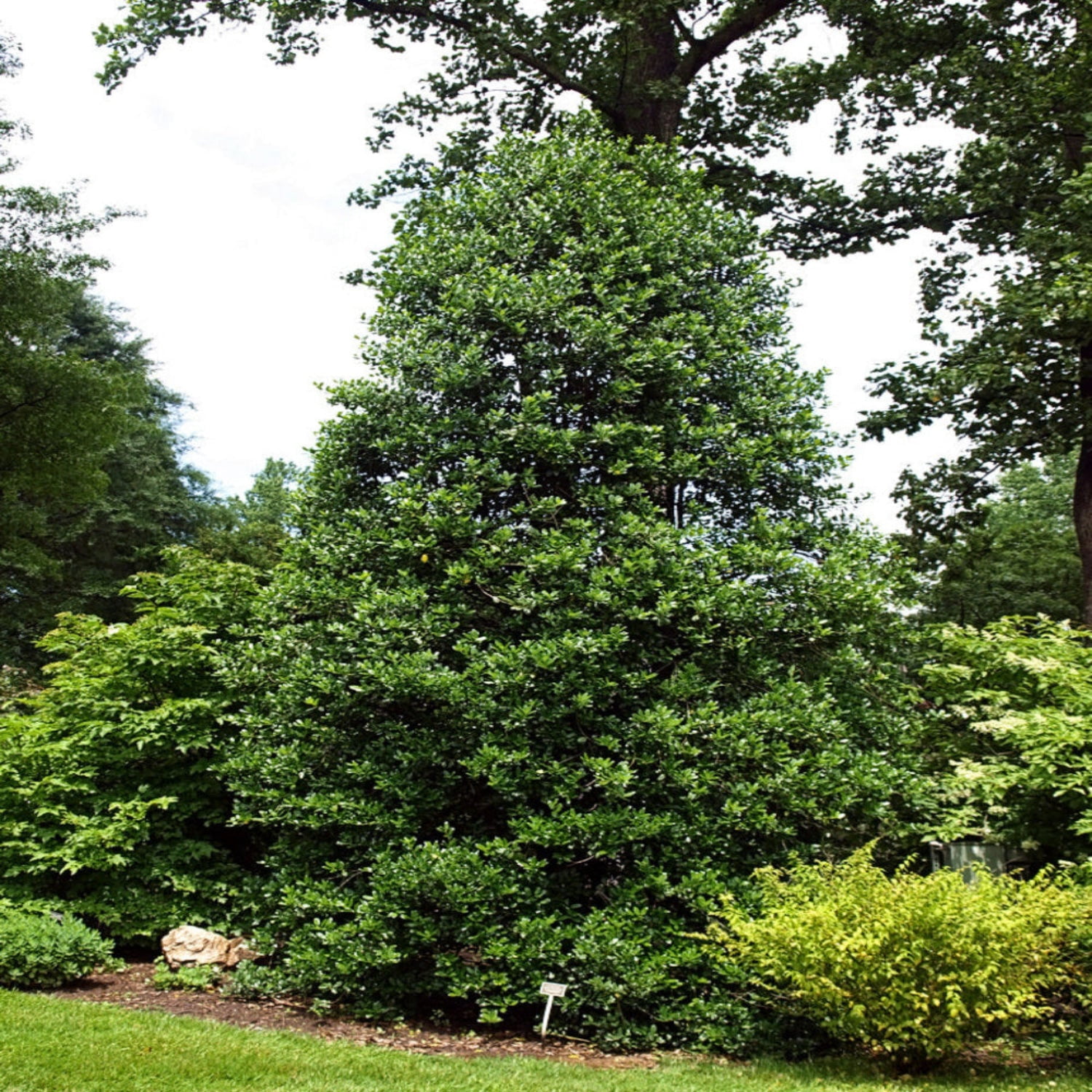 Expert Gardener 1-1.5 ft tall Nellie R. Stevens Holly Live Tree in 1-Gallon Grower Pot
